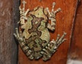 Close up dorsal view of a mexican tree frog