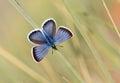 The Idas blue or northern blue butterfly , Plebejus idas , butterflies of Iran