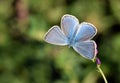 The Amanda`s blue butterfly , Polyommatus amanda