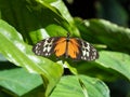 Close Up Dorsal View of a Tiger Longwing Butterfly Perched on a Green Leaf