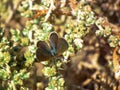 Zizeeria karsandra, the dark grass blue butterfly Royalty Free Stock Photo