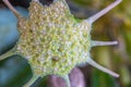 Close up of the Dorstenia foetida flower