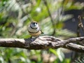 Close up of a double-barred finch on a branch Royalty Free Stock Photo