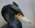 Close up of a double crested Cormorant.