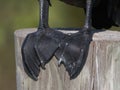 Close up of a double-crested cormorant Phalacrocorax auritus feet Royalty Free Stock Photo