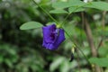 Close up of a double flowered Butterfly pea flower