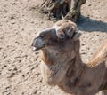 Close-up of double-humped camel face Royalty Free Stock Photo