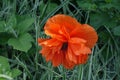 Closeup of double orange flower of oriental poppy