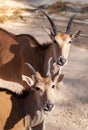 Close up of double portrait Eland antelopes in Savannah open air park in Riga Zoo, Latvia Royalty Free Stock Photo