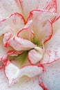 Close up of a double red-white edged amaryllis flower