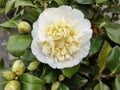 Camellia x williamsii `Jury`s Yellow` Royalty Free Stock Photo