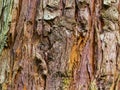 Close upthe multicoloured bark of a Douglas Fir tree
