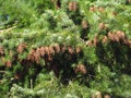 Close up of a douglas fir Pseudotsuga menziesii branch with cones Royalty Free Stock Photo