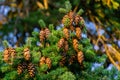 Close-up of Douglas fir Pseudotsuga menziesii branch with lot of ripe cones in Massandra park, Crimea Royalty Free Stock Photo