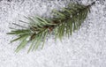 Close up Douglas fir with seeds on snow