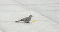 Close up dove or pigeon bird eating food on tile floor.