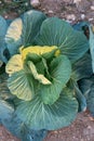 A close up look at a fresh head of cabbage lit by the afternoon sun