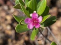 Close up of Downy myrtle flower