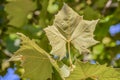 Close-up of the downy underside of a big leaf maple leaf on tree against a blurred bokeh background - selective focus