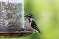 Close Up of a Downy Woodpecker Sitting on a Bird Feeder Eating Seeds