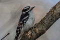 Close-up Of Downy Woodpecker On Tree Branch