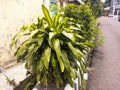 A close up of Dracaena fragransÂ or cornstalk dracaena.Â Also called asÂ striped dracaena andÂ corn plant. for plant background. Royalty Free Stock Photo