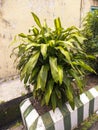 A close up of Dracaena fragransÂ or cornstalk dracaena.Â Also called asÂ striped dracaena andÂ corn plant. for plant background. Royalty Free Stock Photo