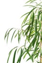 Close up on dracaena leaves