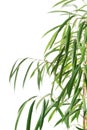 Close up on dracaena leaves Royalty Free Stock Photo