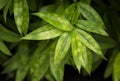 Close-up of Dracaena surculosa on a dark background, bamboo plants with green-yellow leaves and yellow spots. Royalty Free Stock Photo