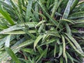 A close up of Dracaena trifasciata plant. Also called as theÂ snake plant andÂ Saint George& x27;s sword