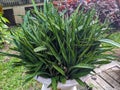 A close up of Dracaena trifasciata plant. Also called as theÂ snake plant andÂ Saint George& x27;s sword