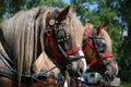 Close up of draft heavy horses in beautiful harness Royalty Free Stock Photo