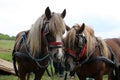 Close up of draft heavy horses in beautiful harness on meadow Royalty Free Stock Photo