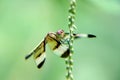A close up of a Dragon fly and blurry background Royalty Free Stock Photo
