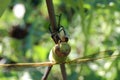 close up of dragon fly enjoying its meal Royalty Free Stock Photo