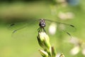 Close-up of Dragon Fly Royalty Free Stock Photo