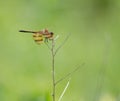 Close up of a dragon fly on a twig branch, green background Royalty Free Stock Photo