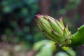 Close-up dragon fruit bud in the garden Royalty Free Stock Photo