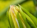 Close up of Dragon fruit flower bud after rain Royalty Free Stock Photo