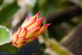 Close up Dragon fruit tree Royalty Free Stock Photo