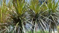 Close up of Dragon Tree (Dracaena reflexa angustifolia or Dracaena marginata)