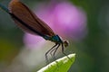 closeup of a pretty dragonfly