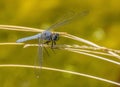 Close up of Dragonfly with Big Blue Eyes, Delicate Wings and Green Face Royalty Free Stock Photo