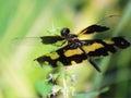 Close up Dragonfly, Black and yellow wings of dragonfly on a small flowers in the fields, beautiful nature scene.. Royalty Free Stock Photo