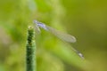 Close up of dragonfly, Blue tailed damselfly Royalty Free Stock Photo