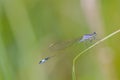 Close up of dragonfly. Blue-tailed damselfly, Czech republic.