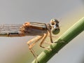 close up of a dragonfly capung Royalty Free Stock Photo
