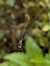 close up of a dragonfly caught in spider web