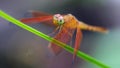 orange dragonfly on a blade of grass, macro photo of this elegant and fragile predator with wide wings and giant faceted eyes